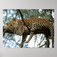 Leopard Resting in Tree Posters