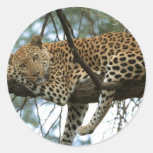 Leopard Resting in Tree Stickers