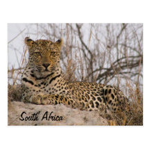 Leopard resting on a mound postcards