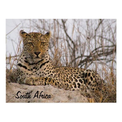 Leopard resting on a mound postcards