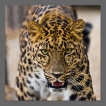 Leopard Running Photograph Posters
