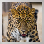 Leopard Running Photograph Posters
