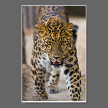 Leopard Running Photograph Print