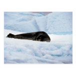 Leopard Seal Post Cards
