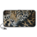 doodle speaker, mindgoop, leopard, leopard