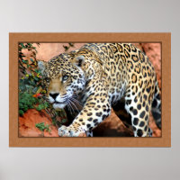 Leopard Stalking Macro Posters