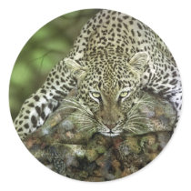 Leopard Sticker by craighbarber Leopard Sticker