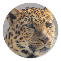 Leopard Sticker