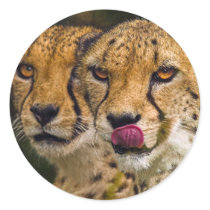 Leopard Stickers