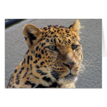 Leopard Template Card by postcardsfromtheedge Leopard Template Card
