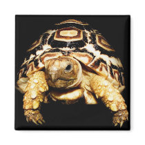 Leopard Tortoise magnets