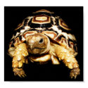 Leopard Tortoise posters by freya18801 Leopard Tortoise posters