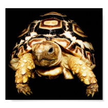 Leopard Tortoise posters