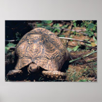 Leopard tortoise print