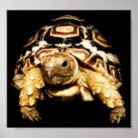 Leopard Tortoise Poster