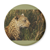 Leopard wild animal safari magnets (big 5 cats) by Rowood Leopard wild animal safari magnets (big 5 cats)