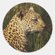 Leopard wild animal safari stickers