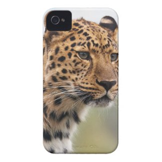 Leopard Wild Cats iPhone 4 Covers
