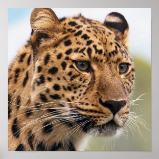 Leopard Prints and Posters Personalized