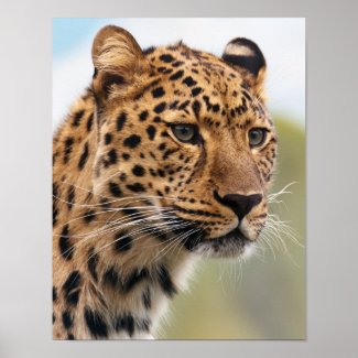 Leopard Wild Cats Posters