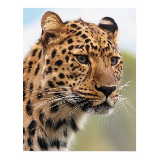 Leopard Wild Cats Posters