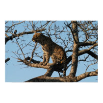 Leopard Yawns While Sitting on a Tree Limb posters