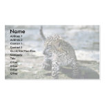 Leopard-young cub business card templates