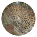 LeopardCheetaro005 Dinner Plates