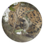 LeopardCheetaro008 Party Plate
