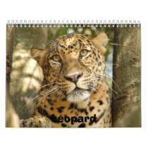 LeopardCheetaro013, Leopard Calendars