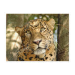 LeopardCheetaro013 Postcard