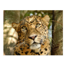 LeopardCheetaro013 Postcard