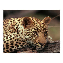 Leopardo Tarjetas Postales