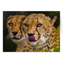 Leopards Card