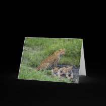 Leopards & cubs cards