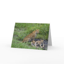 Leopards & cubs cards