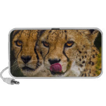 Leopards Doodle Speaker