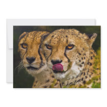 Leopards Invitation