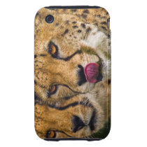 Leopards iPhone 3 Case-Mate Tough
