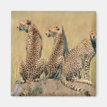 Leopards looking away magnets
