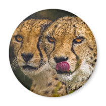 Leopards Magnet