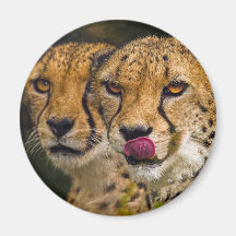 Leopards Magnet