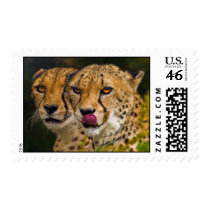 Leopards Postage