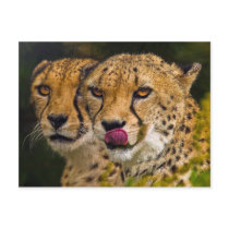 Leopards Postcard