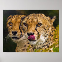 Leopards Poster