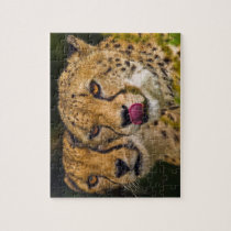 Leopards Puzzle/Jigsaw with Tin
