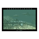 Leopardshark posters by ckilmer Leopardshark posters