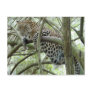 LeopardSundari_005 Post Card