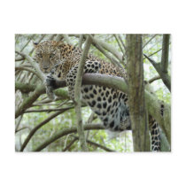 LeopardSundari_005 postcards