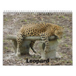 LeopardSundari_010, Leopard Calendars